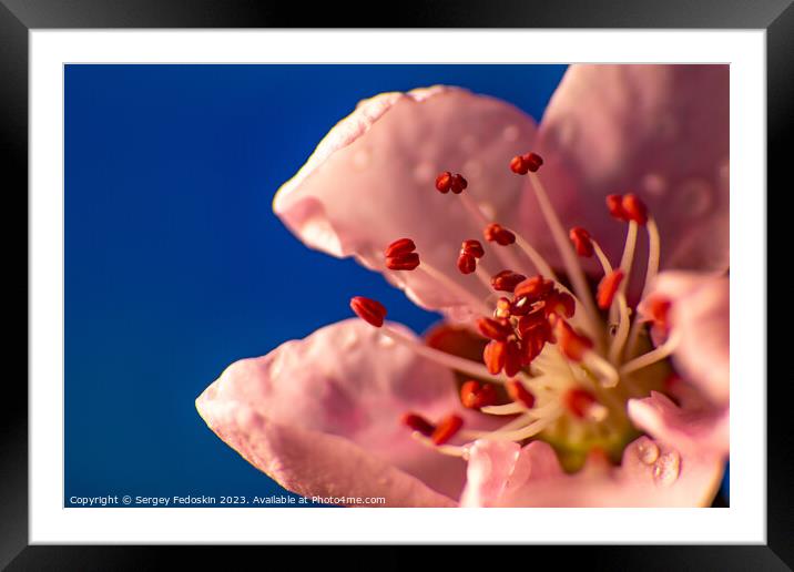 Pink peach flowers.  Framed Mounted Print by Sergey Fedoskin