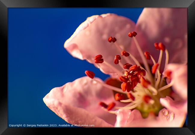 Pink peach flowers.  Framed Print by Sergey Fedoskin