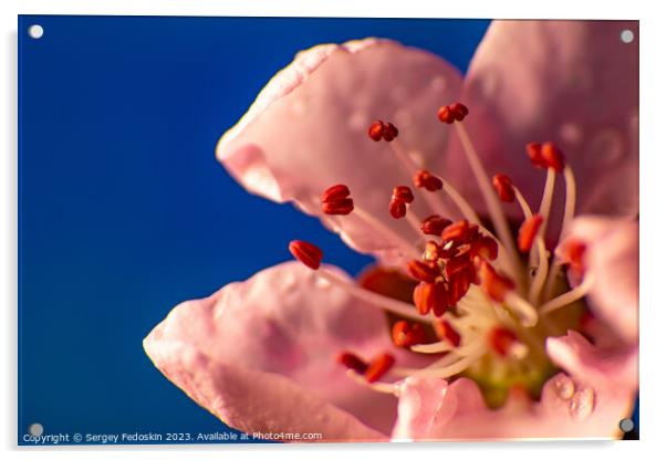 Pink peach flowers.  Acrylic by Sergey Fedoskin