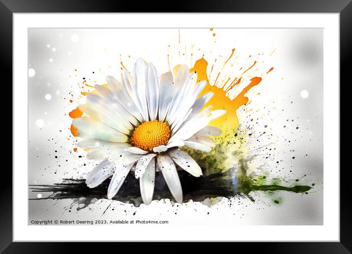 Daisy Framed Mounted Print by Robert Deering