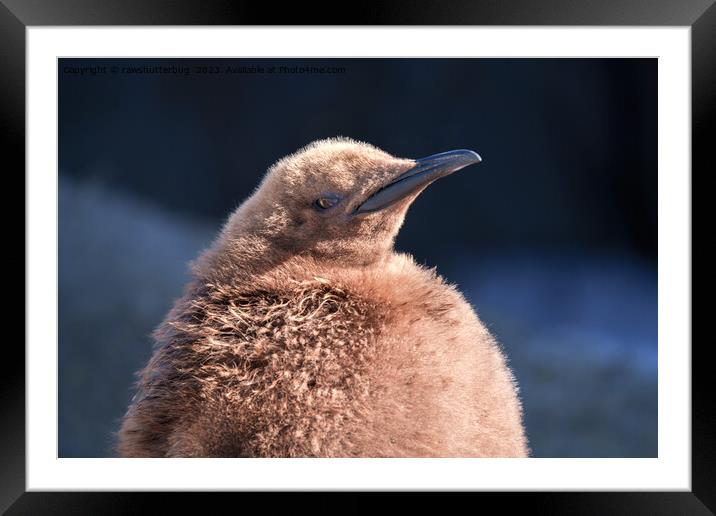 King Penguin Chick Framed Mounted Print by rawshutterbug 