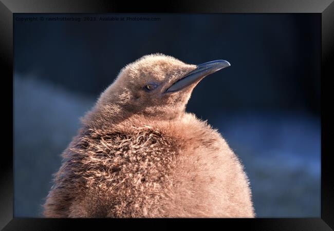 King Penguin Chick Framed Print by rawshutterbug 