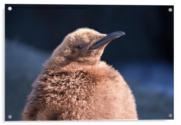 King Penguin Chick Acrylic by rawshutterbug 