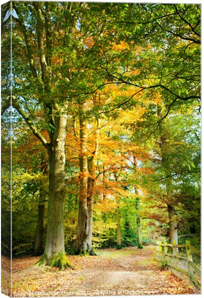 Digital Art Autumnal Woodland Pathway Canvas Print by Natalie Kinnear