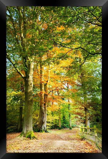 Digital Art Autumnal Woodland Pathway Framed Print by Natalie Kinnear