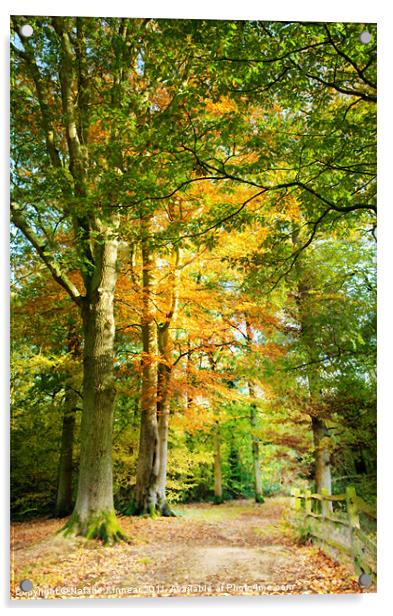 Digital Art Autumnal Woodland Pathway Acrylic by Natalie Kinnear