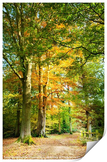 Digital Art Autumnal Woodland Pathway Print by Natalie Kinnear