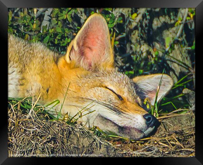Fox sleeping closeup photo Framed Print by Daniel Ferreira-Leite