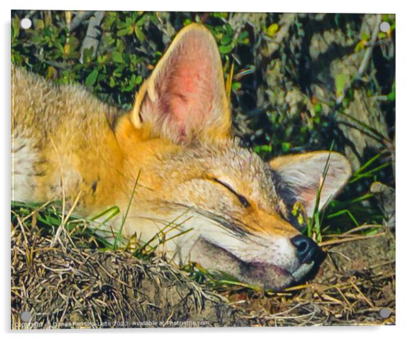 Fox sleeping closeup photo Acrylic by Daniel Ferreira-Leite