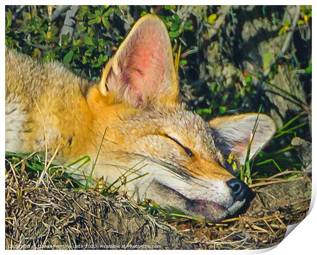 Fox sleeping closeup photo Print by Daniel Ferreira-Leite