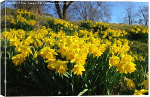 Yellow Daffodils Canvas Print by Taina Sohlman