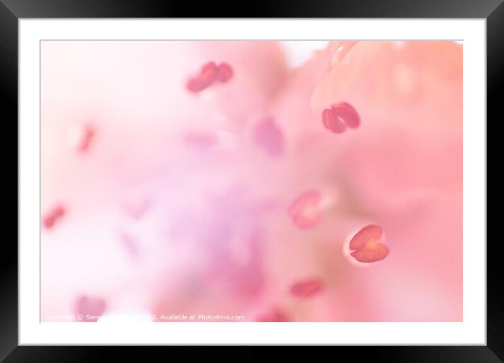 Unfocused blossoming peach Framed Mounted Print by Sergey Fedoskin