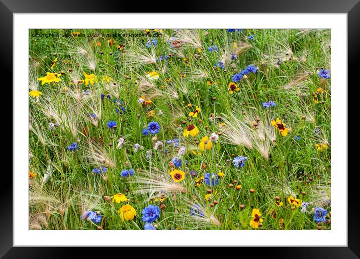 Cornflowers grasses daisies Framed Mounted Print by Sally Wallis