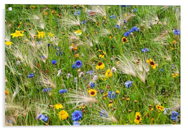 Cornflowers grasses daisies Acrylic by Sally Wallis
