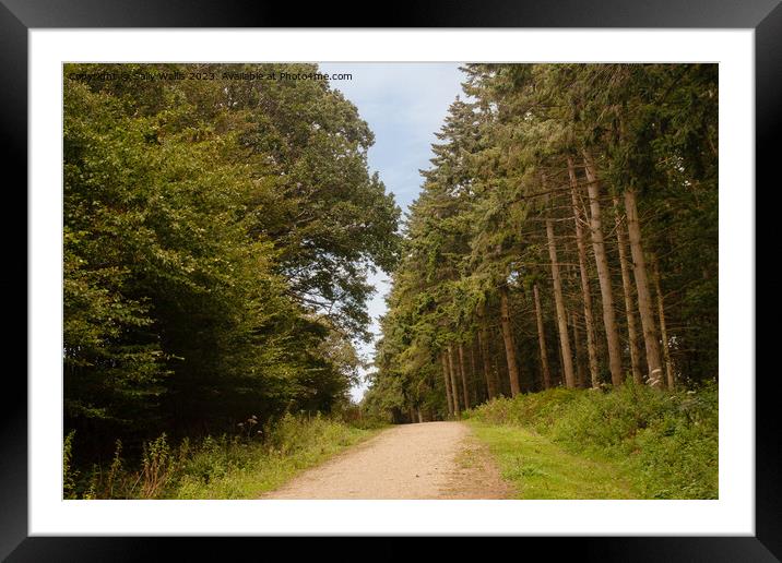 Forest Track Framed Mounted Print by Sally Wallis