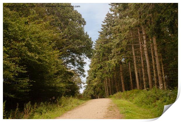 Forest Track Print by Sally Wallis