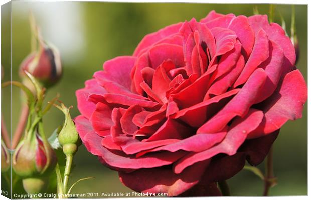Red rose Canvas Print by Craig Cheeseman