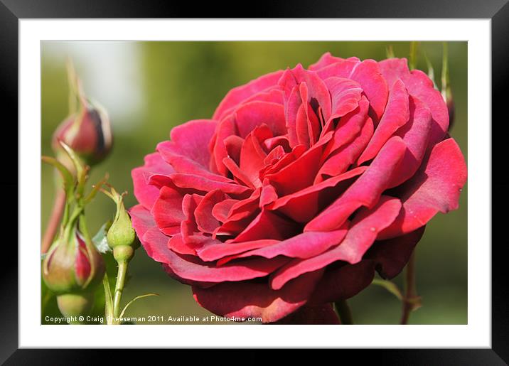 Red rose Framed Mounted Print by Craig Cheeseman