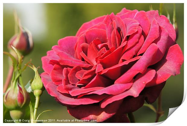 Red rose Print by Craig Cheeseman