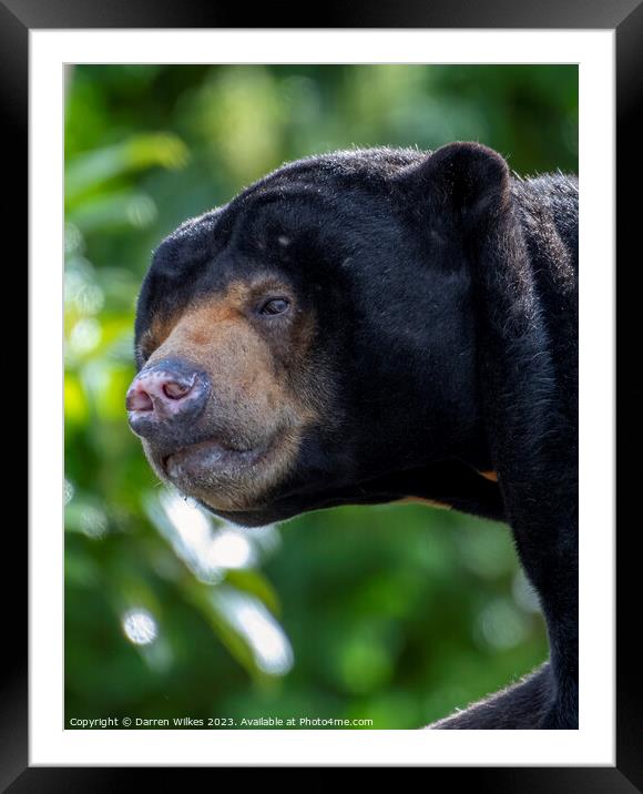 The Endangered South Asian Sun Bear Framed Mounted Print by Darren Wilkes