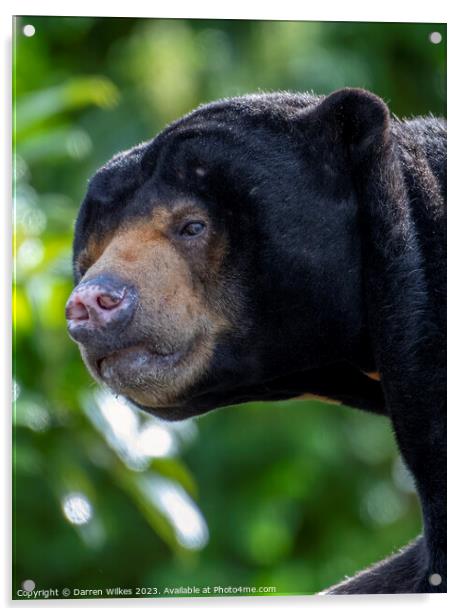 The Endangered South Asian Sun Bear Acrylic by Darren Wilkes