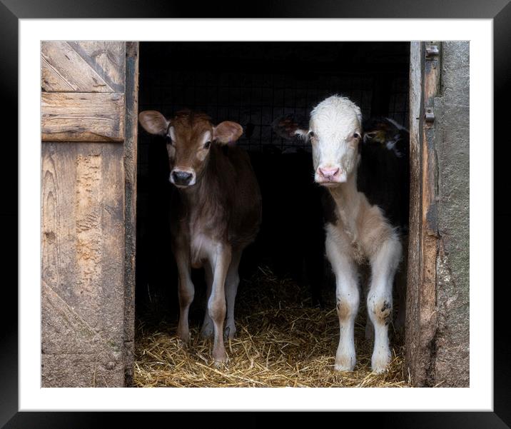 Two bay calves Framed Mounted Print by kathy white