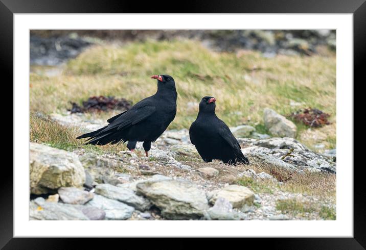 Choughs at Aberffraw. Framed Mounted Print by Colin Allen