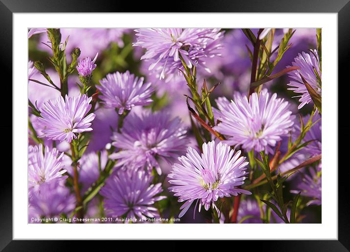 Flower Framed Mounted Print by Craig Cheeseman