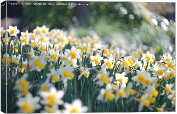 Easter Daffodils  Canvas Print by Alison Chambers