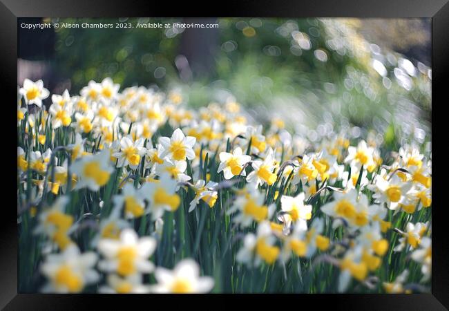 Easter Daffodils  Framed Print by Alison Chambers