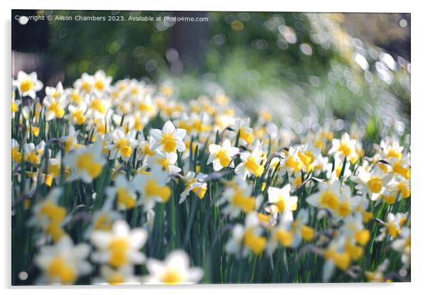 Easter Daffodils  Acrylic by Alison Chambers