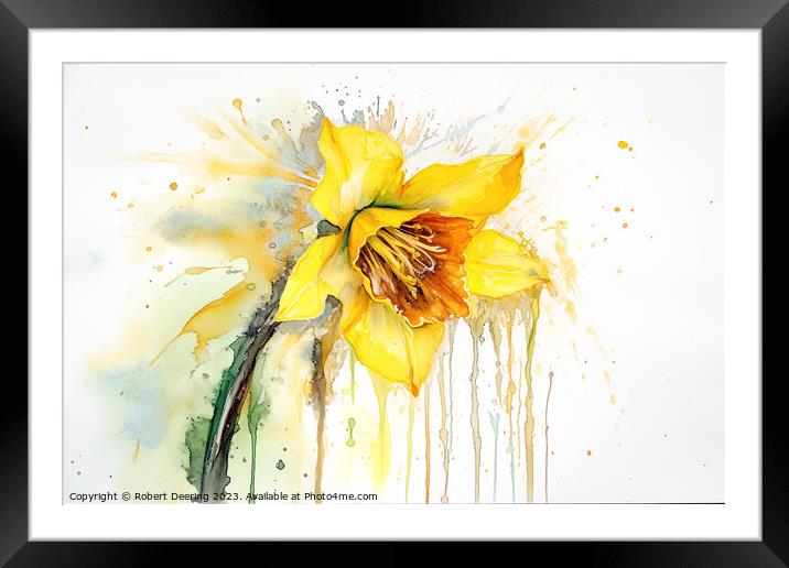 Daffodil Framed Mounted Print by Robert Deering