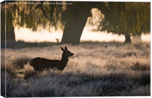 silhouette of female deer at sunrise Canvas Print by Kevin White