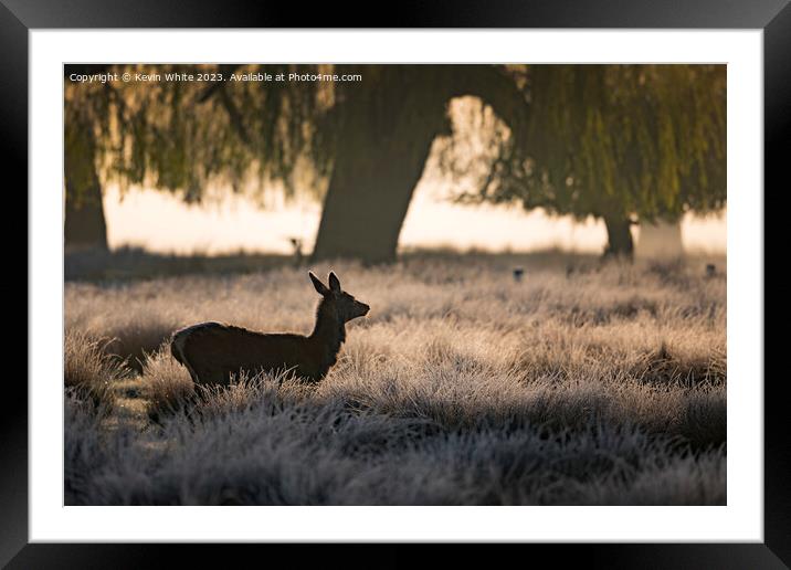 silhouette of female deer at sunrise Framed Mounted Print by Kevin White