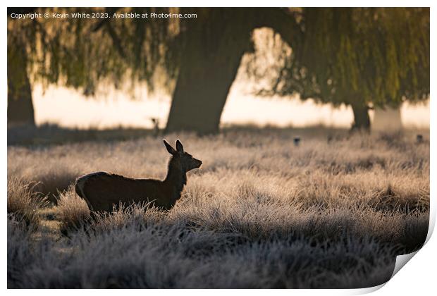 silhouette of female deer at sunrise Print by Kevin White