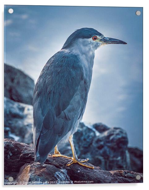 Bird at border of biegle channel  Acrylic by Daniel Ferreira-Leite