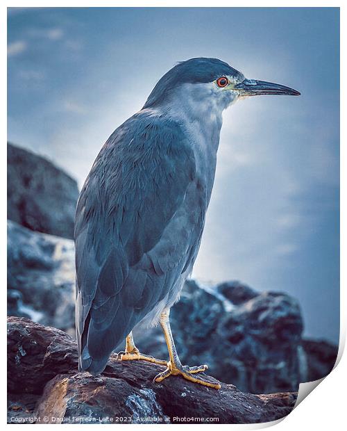 Bird at border of biegle channel  Print by Daniel Ferreira-Leite