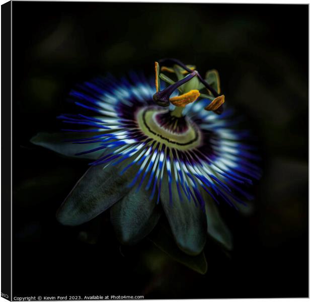 Passion Flower Canvas Print by Kevin Ford