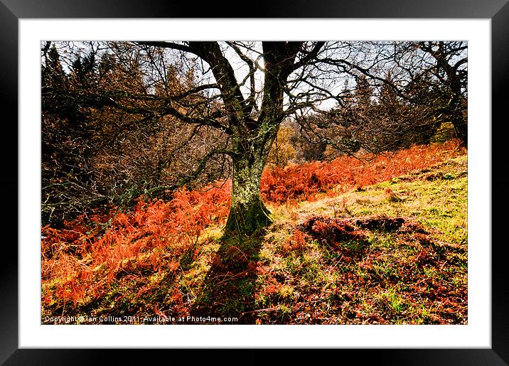 A splash of Autumn Framed Mounted Print by Ian Collins