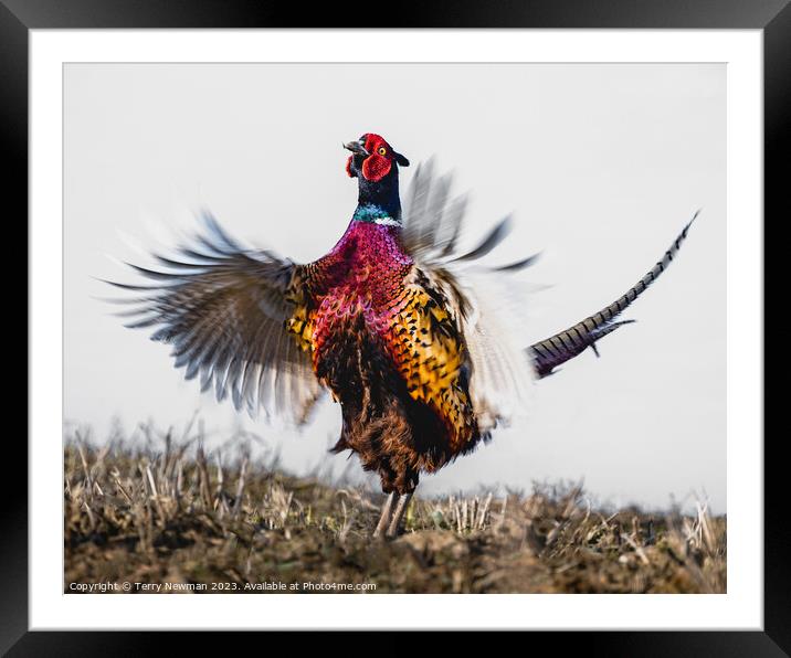 “In A Flap” Vibrant Burst of Colours Framed Mounted Print by Terry Newman