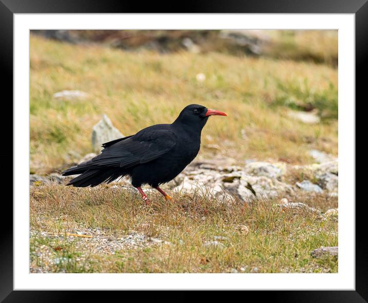 Majestic Chough on a Coastal Adventure Framed Mounted Print by Colin Allen