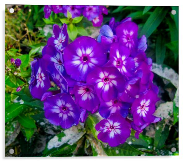 Purple flowers Acrylic by Stephanie Moore