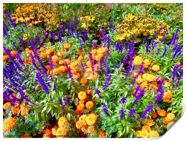 Colourful garden flowers Print by Stephanie Moore