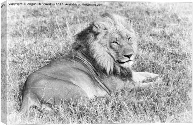 Male lion Botswana (monochrome) Canvas Print by Angus McComiskey