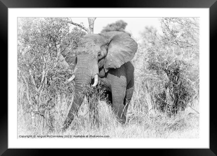 Mature bull elephant in grassland, Botswana mono Framed Mounted Print by Angus McComiskey