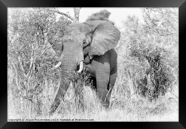 Mature bull elephant in grassland, Botswana mono Framed Print by Angus McComiskey