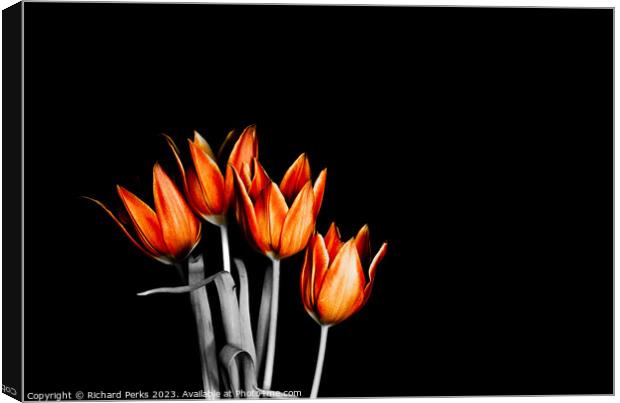 British fire orange Tulips (HDR) Canvas Print by Richard Perks