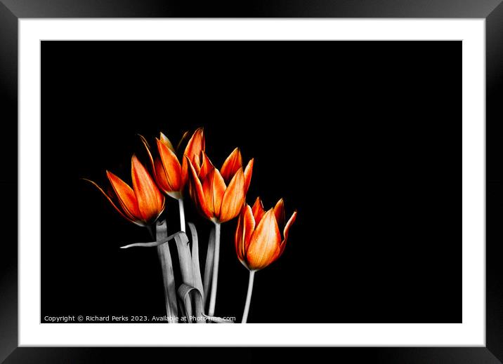 British fire orange Tulips (HDR) Framed Mounted Print by Richard Perks