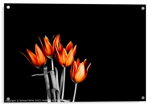 British fire orange Tulips (HDR) Acrylic by Richard Perks