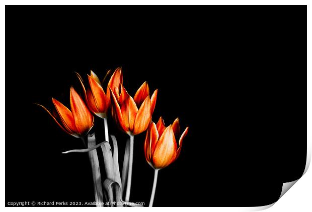 British fire orange Tulips (HDR) Print by Richard Perks